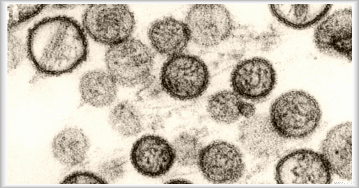 Hantavirus : cinq cas confirmés en France après un foyer sur un navire en Atlantique