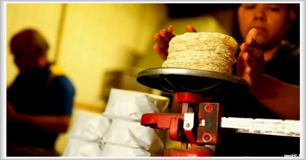 Hausse du prix des tortillas au Mexique : bras de fer entre autorités et producteurs