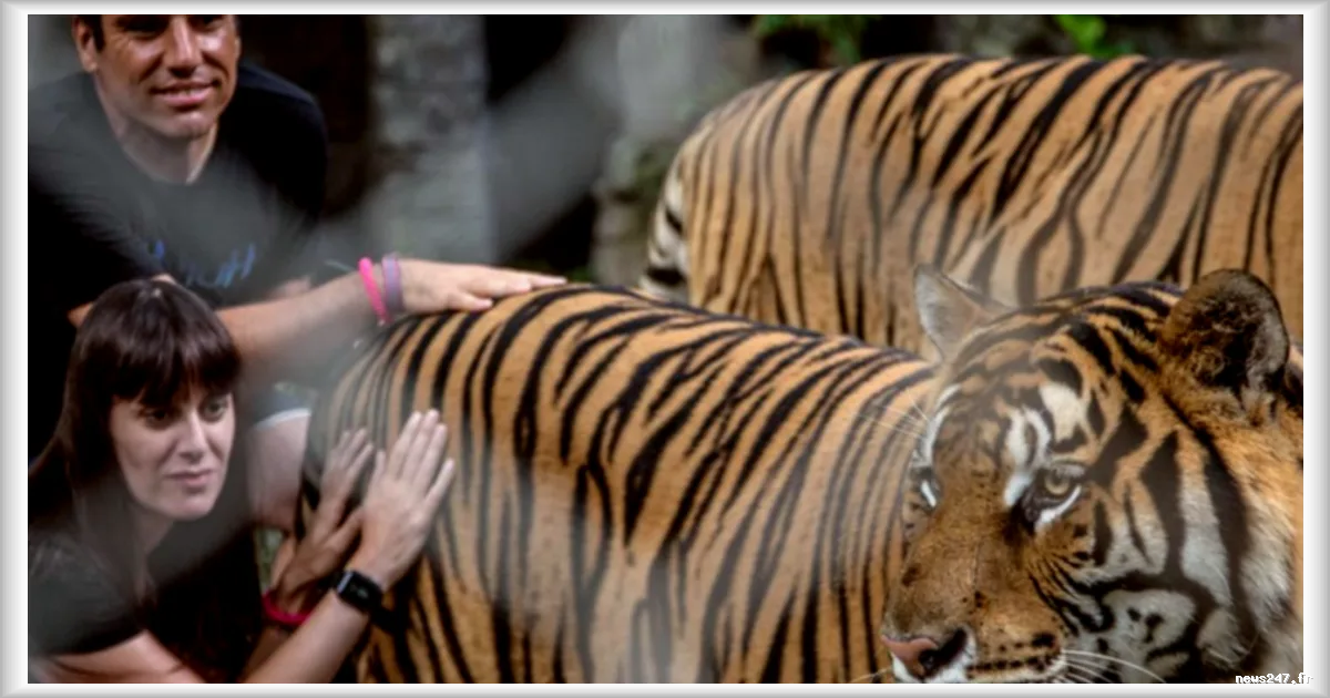 Hécatombe en Thaïlande : 72 tigres meurent dans des parcs d'attractions