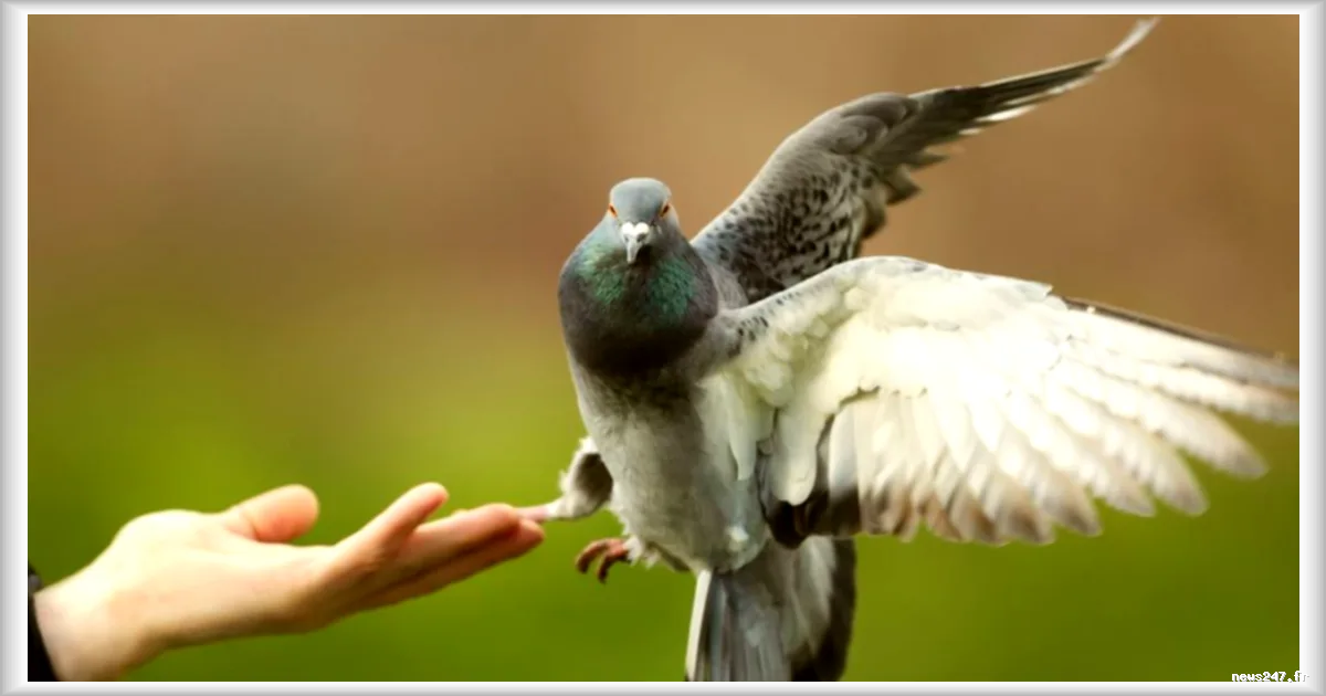 Il y a 3 500 ans, l’homme domestiquait déjà le pigeon : une étude révèle un lien bien plus ancien que prévu