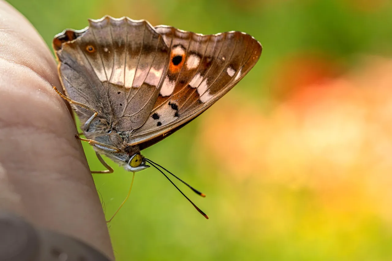 Ilia Malinin, le prodige du patinage artistique qui vise l'or olympique