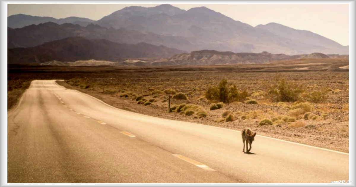 Impact des vagues de chaleur sur la biodiversite : plus de 75% des especes animales affectees, selon une etude