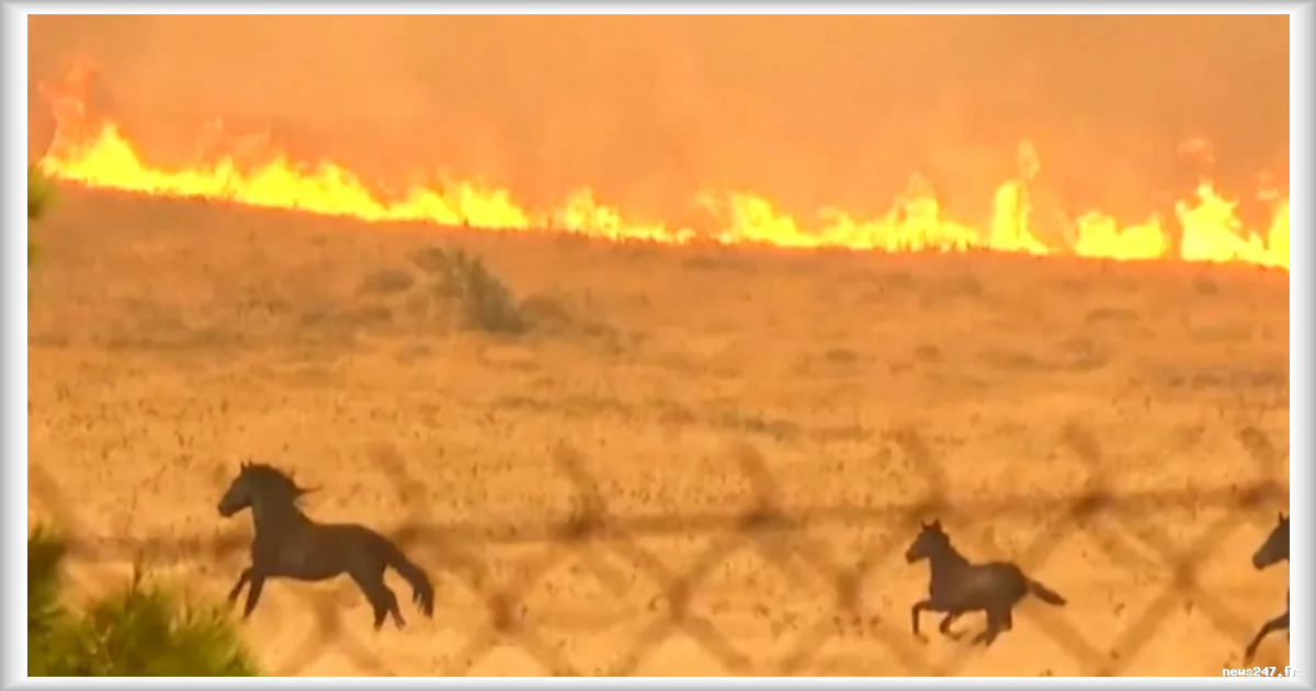 Incendie en Grèce : des chevaux en fuite filmés devant les flammes au nord-ouest d'Athènes