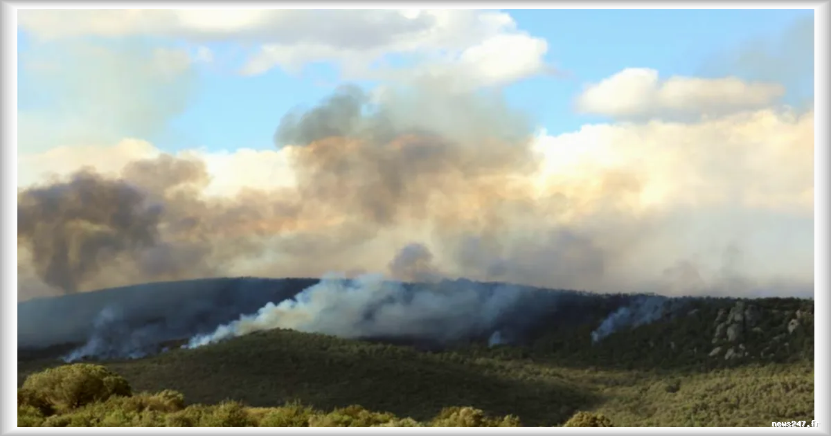 Incendie historique en Drôme et Ardèche : dix ans nécessaires pour restaurer la forêt du Justin