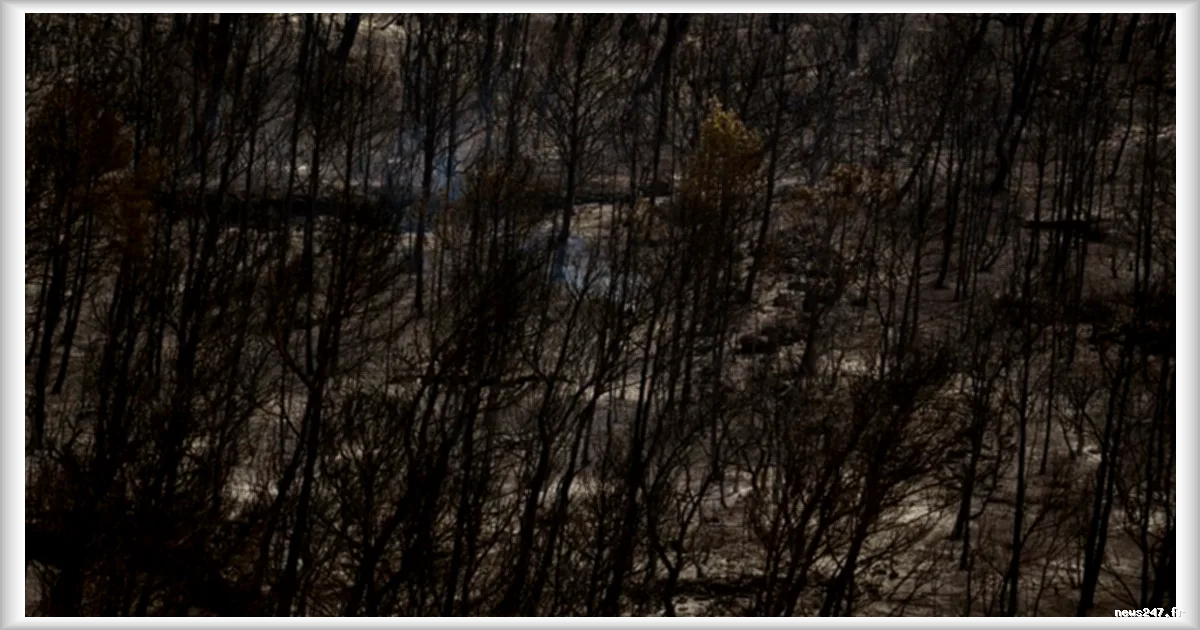 Incendie majeur dans le sud : plus de 800 hectares ravagés dans l'Aude après une propagation depuis l'Hérault