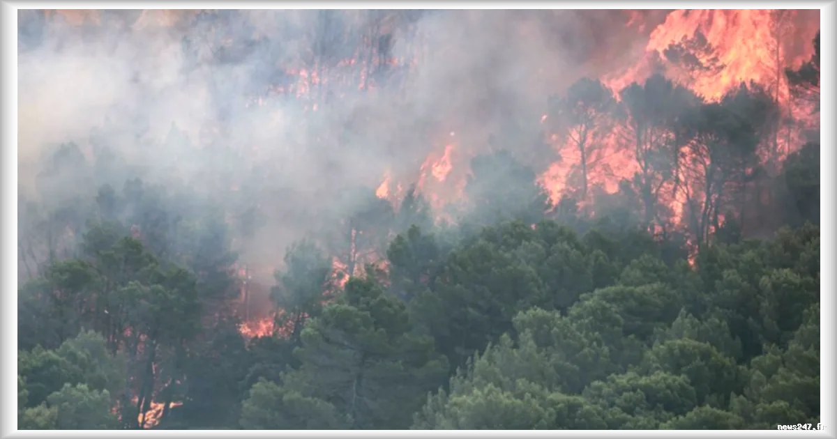 Incendie majeur en Haute-Corse : sept habitations touchées et des dizaines d'hectares ravagés à Calenzana