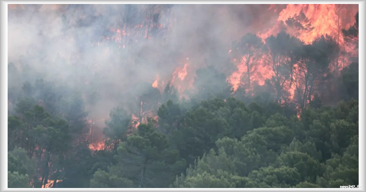 Incendie majeur en Haute-Corse : sept habitations touchées et des dizaines d'hectares ravagés à Calenzana