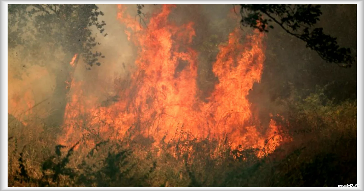 Incendies en France : 2026 bat déjà le record historique avec 115 000 hectares brûlés