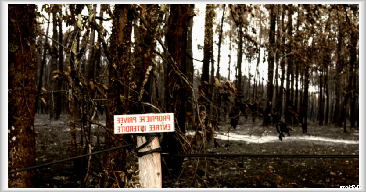 Incendies en Gironde : le village du Temple épargné malgré un incendie ravageur