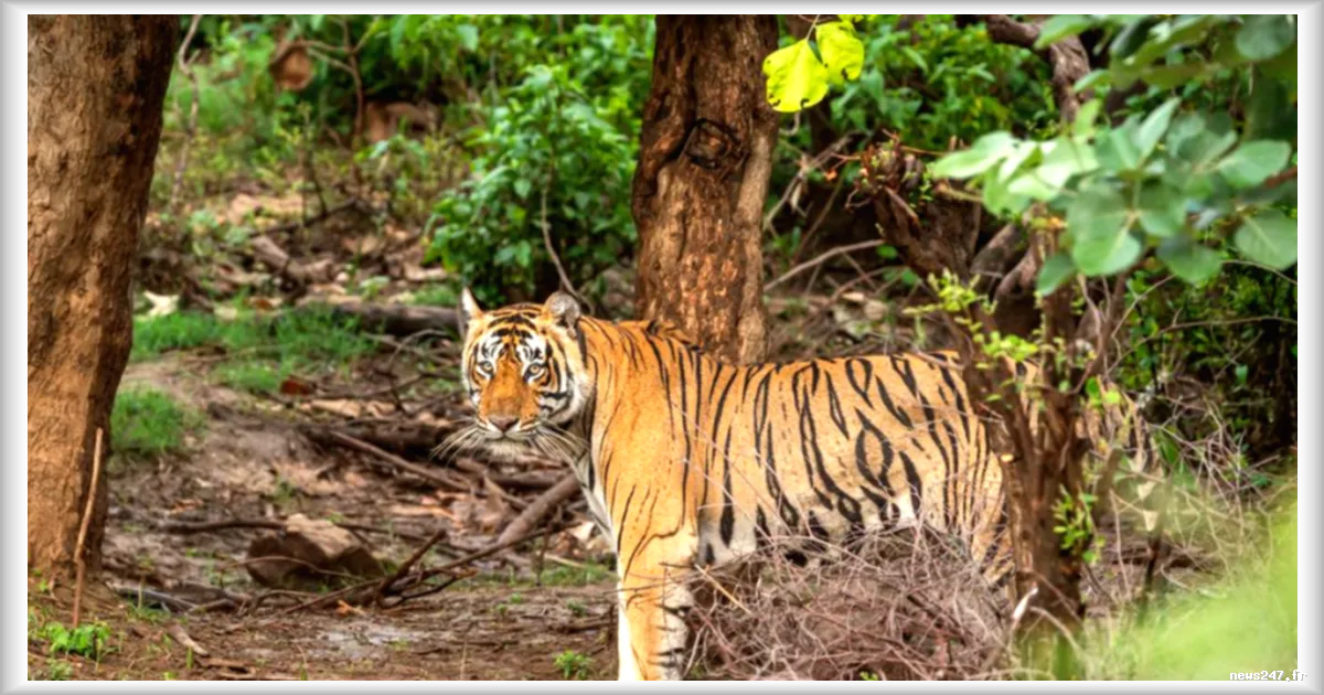 Indonésie : Deux bébés tigres du Bengale succombent à une infection virale au zoo de Bandung