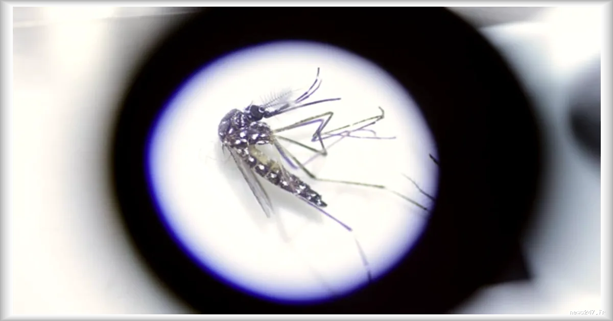 Italie : cinq régions touchées par de nouveaux cas de dengue, opérations de désinsectisation en cours
