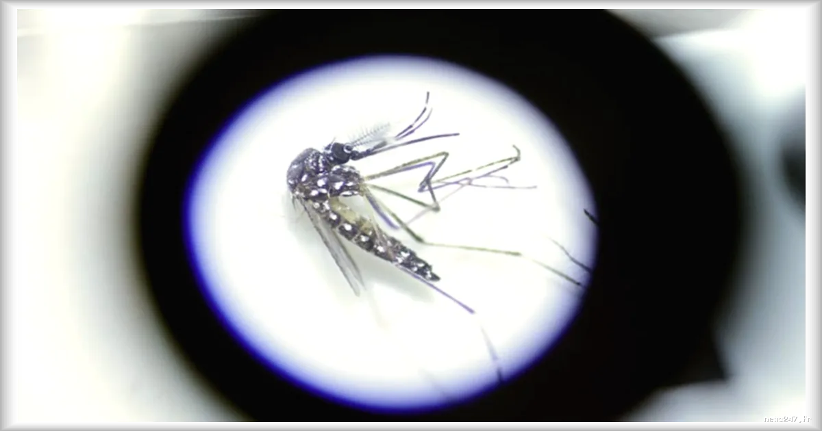 Italie : cinq régions touchées par de nouveaux cas de dengue, opérations de désinsectisation en cours