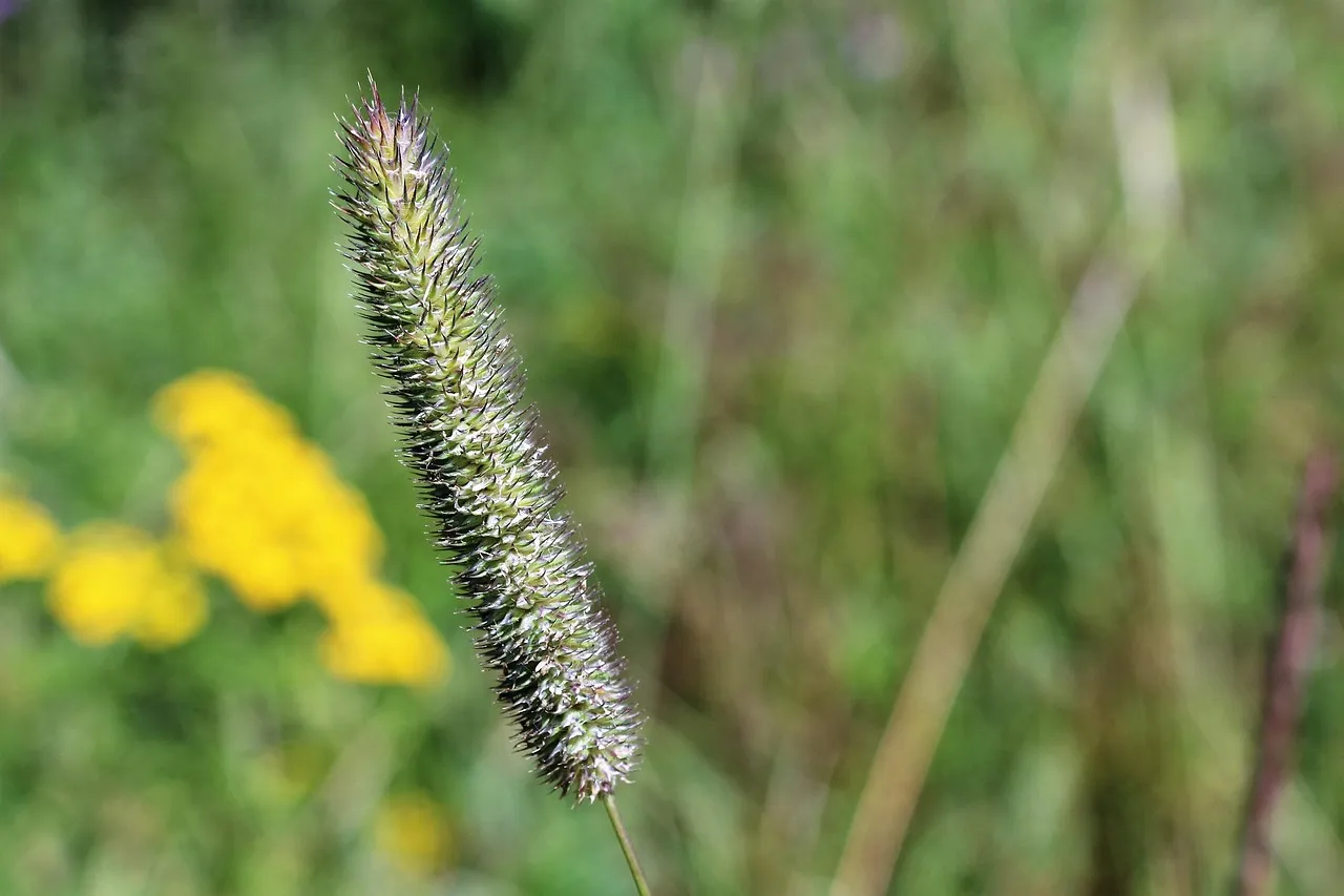 JO 2026 : Timothy Loubineaud échoue de peu à la médaille en patinage de vitesse