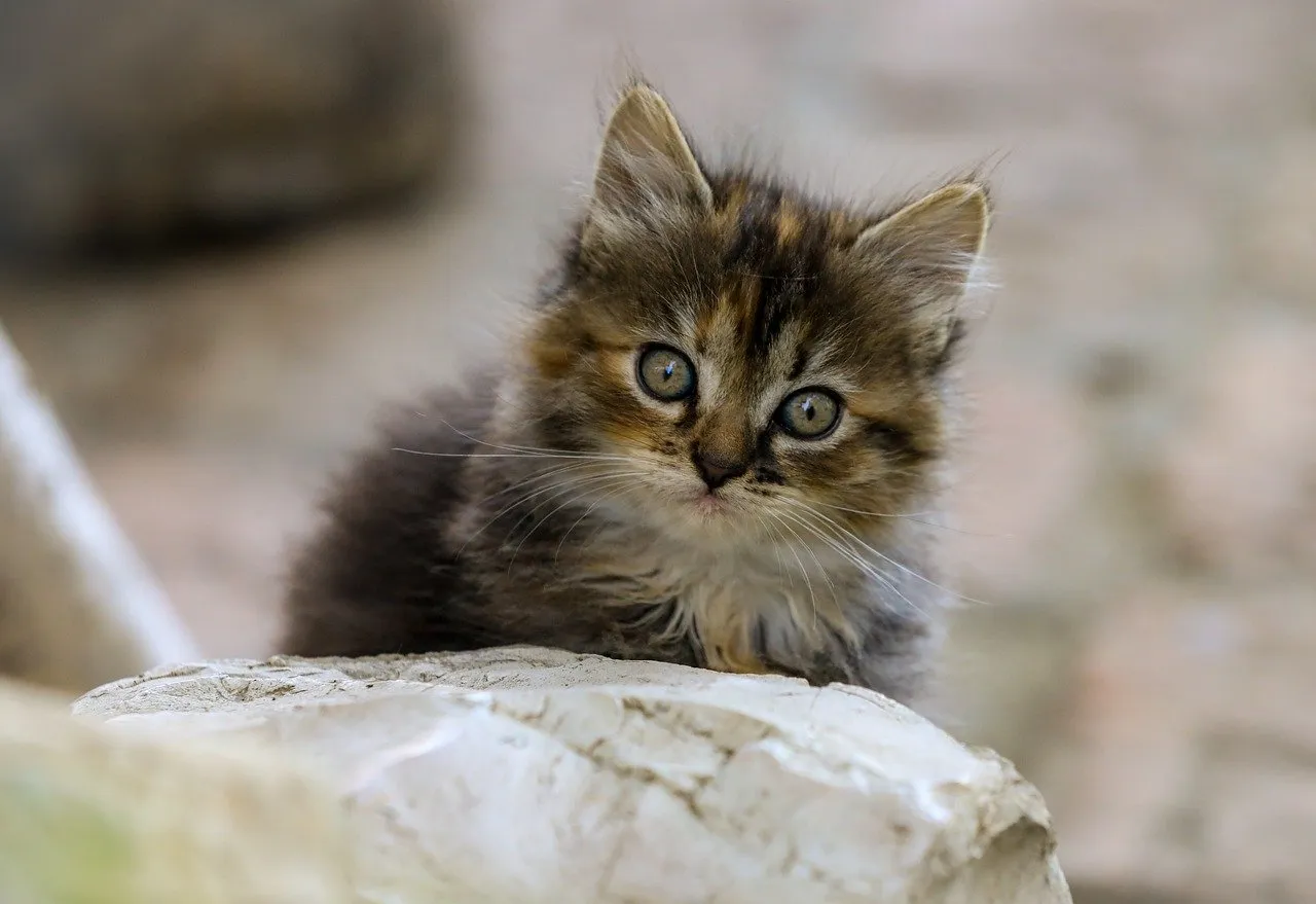 Karyna Shuliak, la dernière compagne de Jeffrey Epstein et sa principale héritière