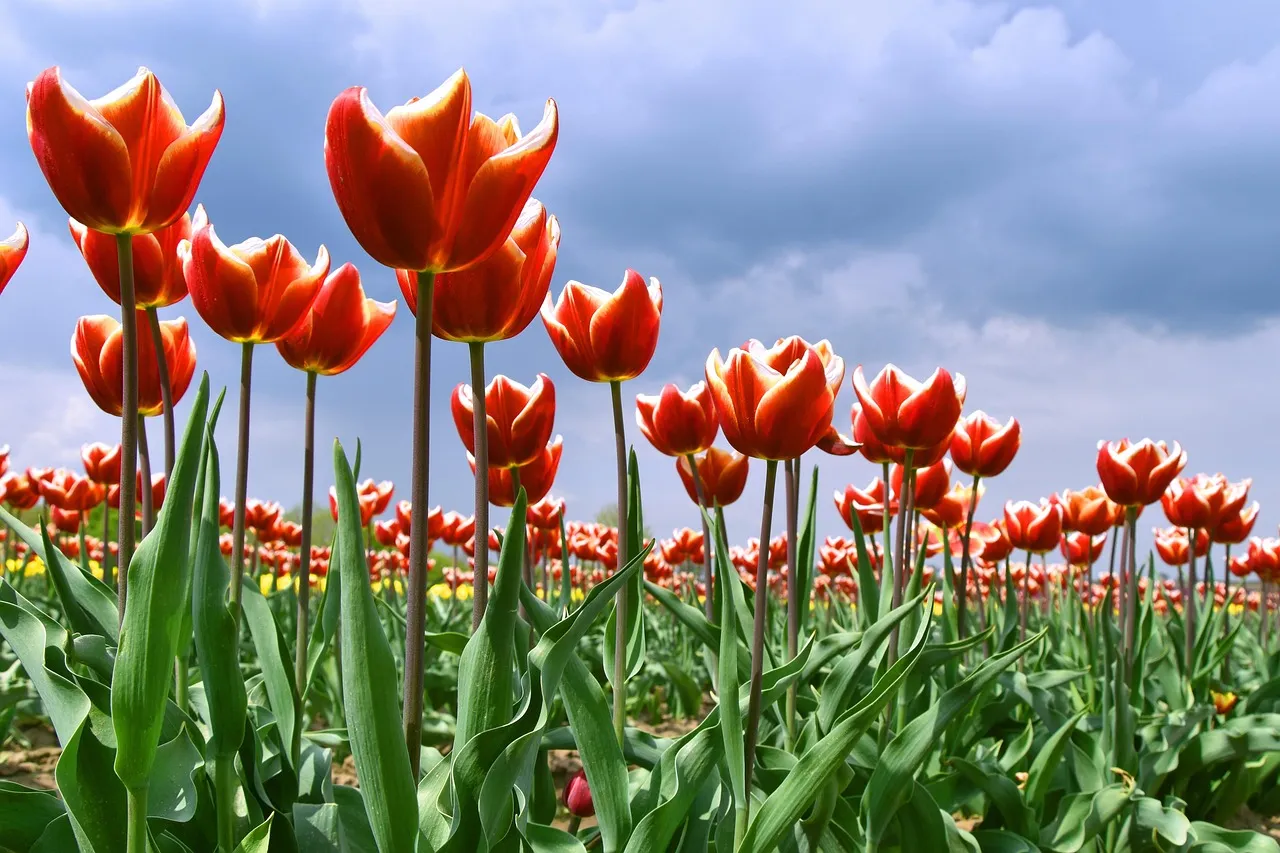 Keir Starmer au bord du gouffre