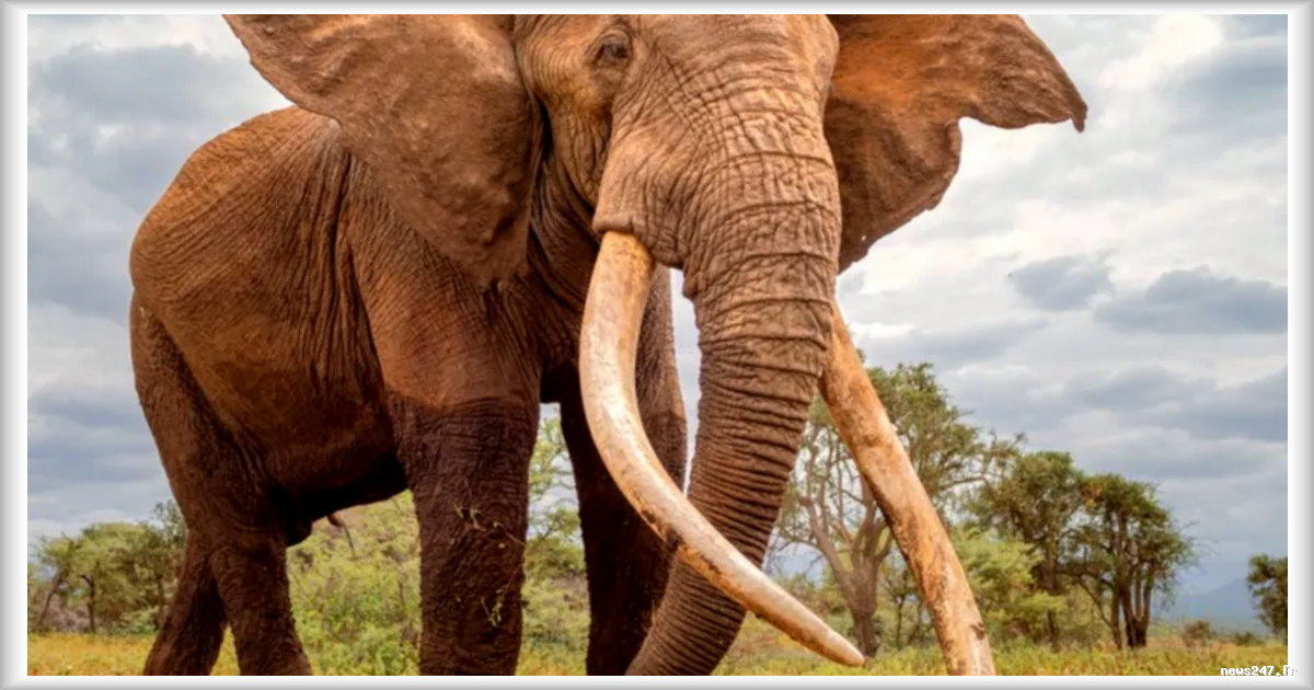 Kenya : une enquête ouverte après la mort inexpliquée de 15 éléphants en un mois