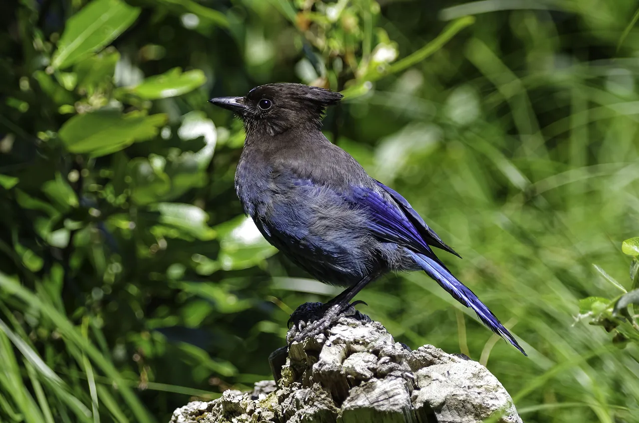 Kosovo : Albin Kurti, le retour du roi