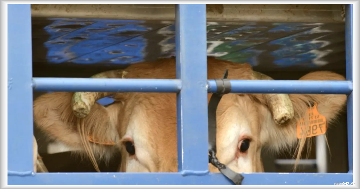 L214 porte plainte pour cruauté envers les animaux contre l'abattoir de Perpignan