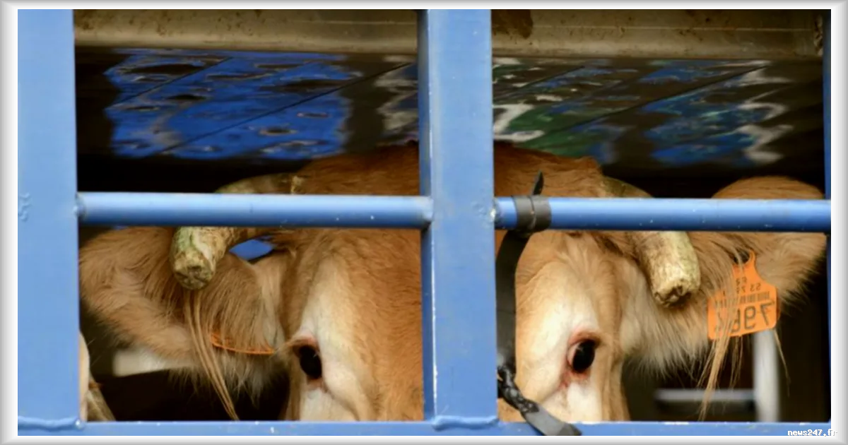 L214 porte plainte pour cruauté envers les animaux contre l'abattoir de Perpignan