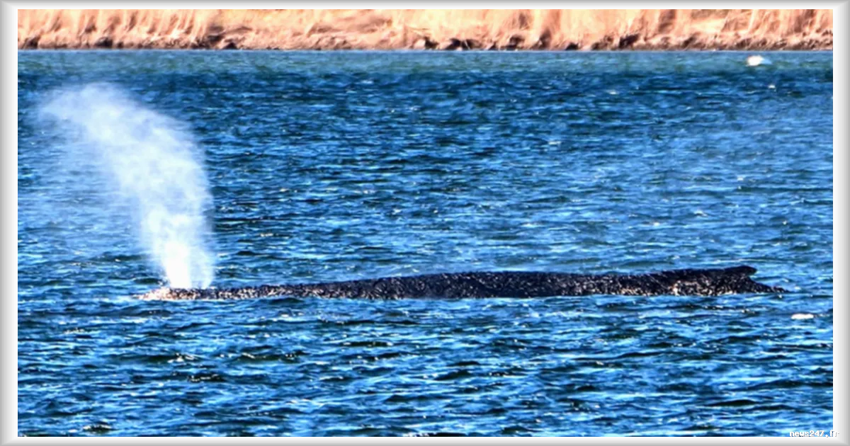La baleine Timmy, bloquée en Allemagne, voit son sort s'assombrir