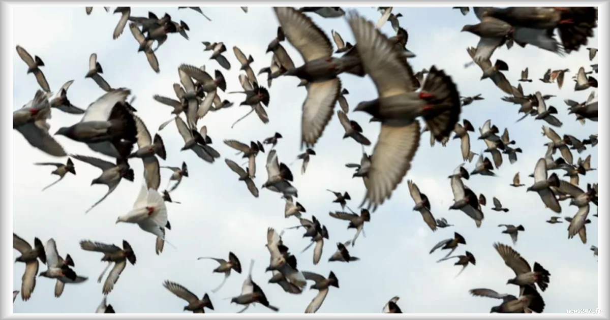 La boussole magnétique des pigeons voyageurs se cacherait dans leur foie, selon une étude allemande