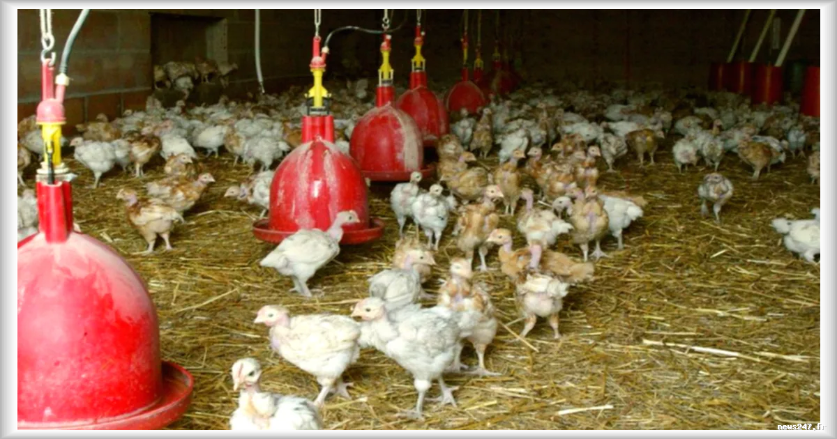 La canicule fait des dégâts dans les fermes : surmortalité chez les poulets, porcs et vaches