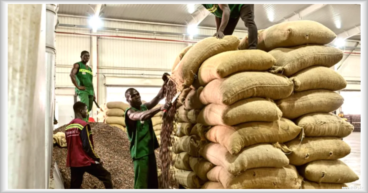 La chute du prix du cacao : un défi pour les producteurs africains
