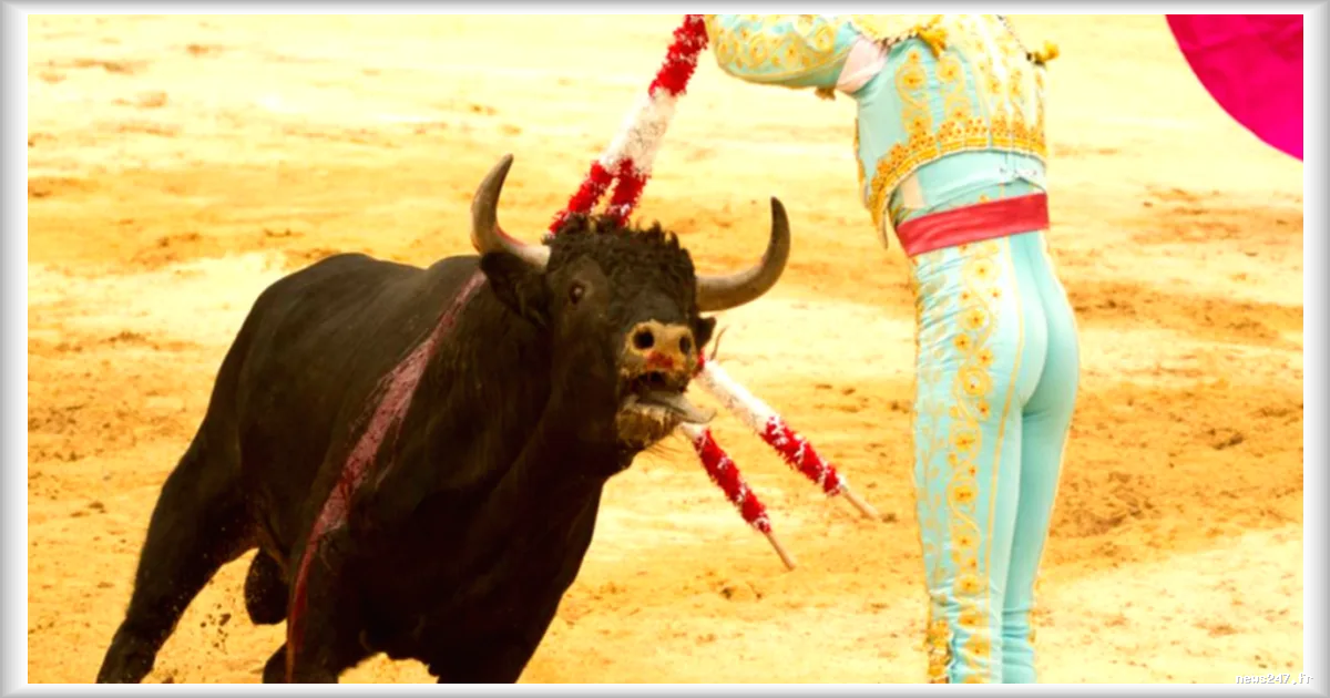 La corrida de la fête de la Rosière menacée par des animalistes à La Brède
