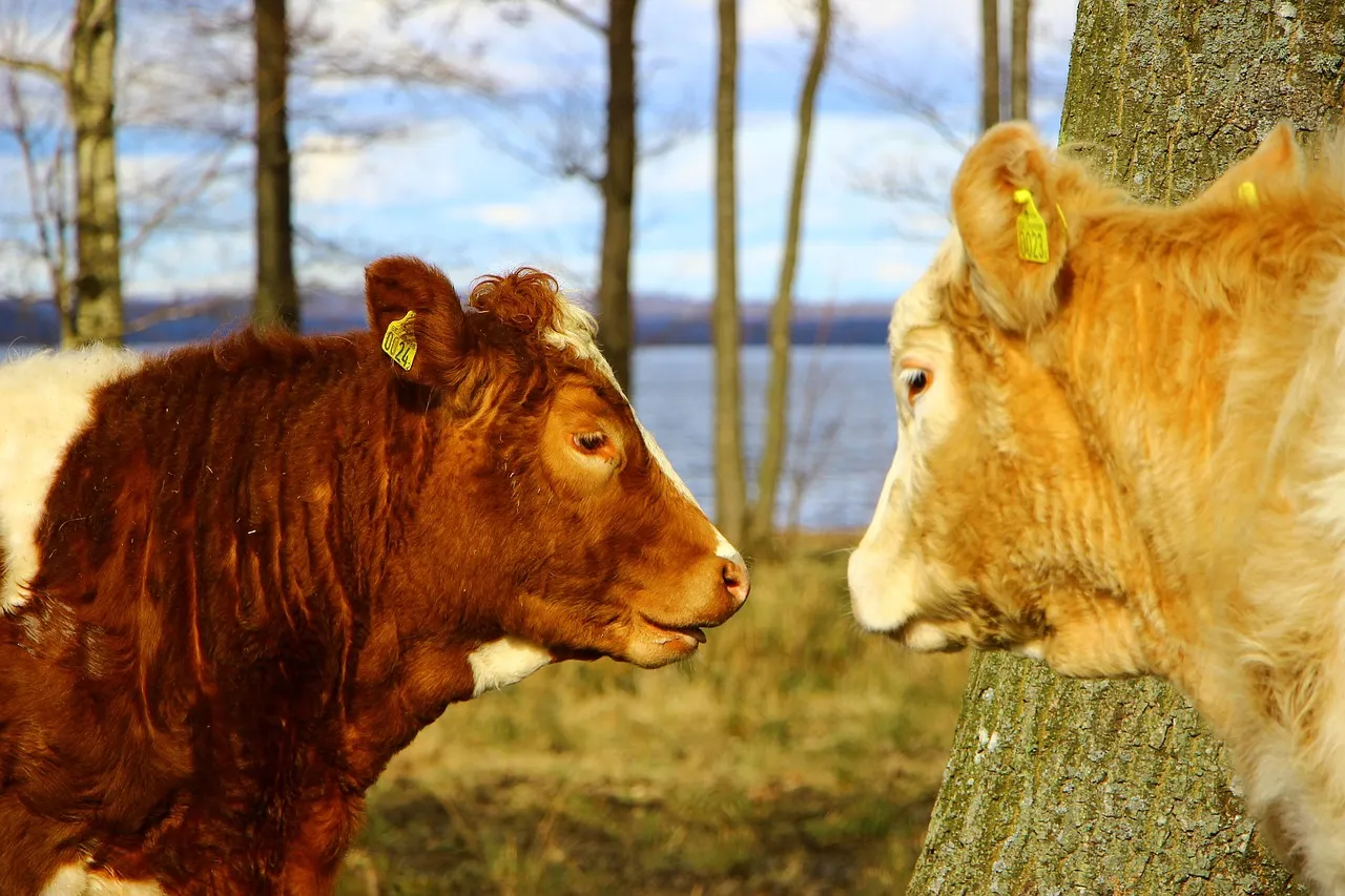 La Cour de cassation donne raison au bailleur : quels sont les droits du locataire ?