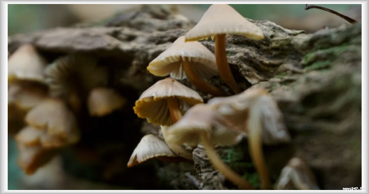 La cueillette de champignons hallucinogènes gagne les campus de la tech à San Francisco