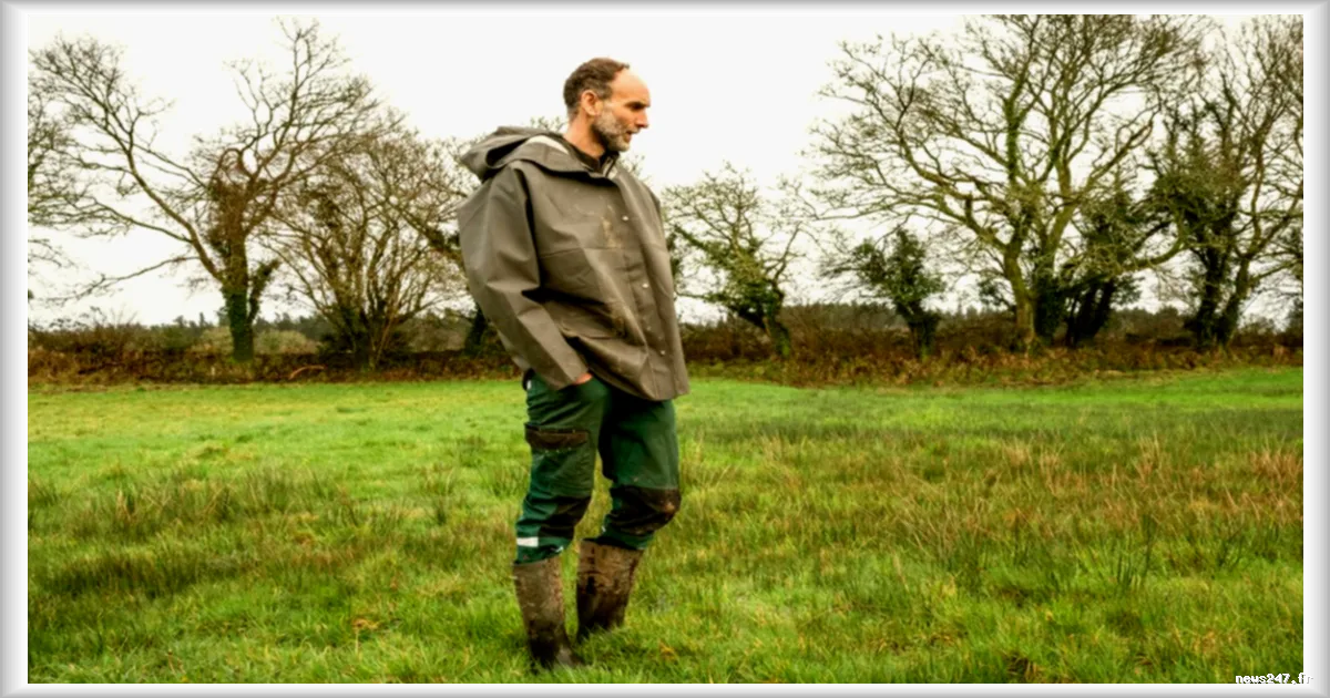 La disparition croissante des prairies permanentes en Bretagne selon Le Monde