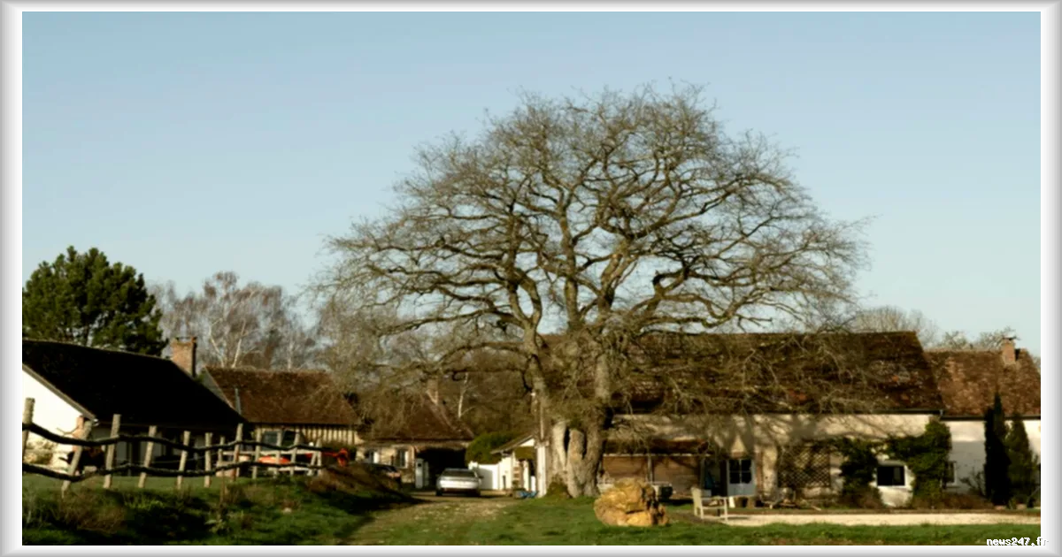 La fièvre de l'agrivoltaïsme inquiète les habitants de Saint-Privé (Yonne)