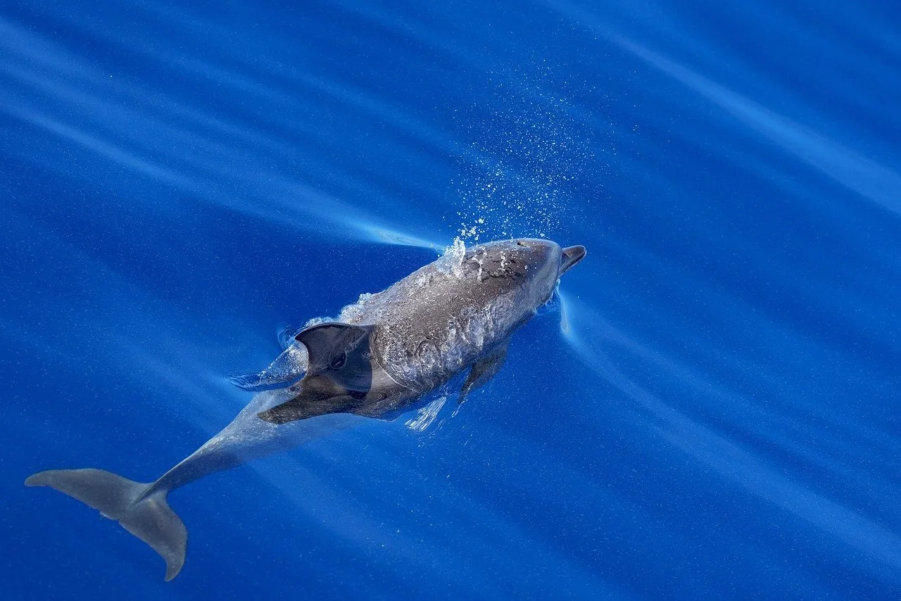 La fin d'un rêve : Israël enterre l'idée d'un État palestinien