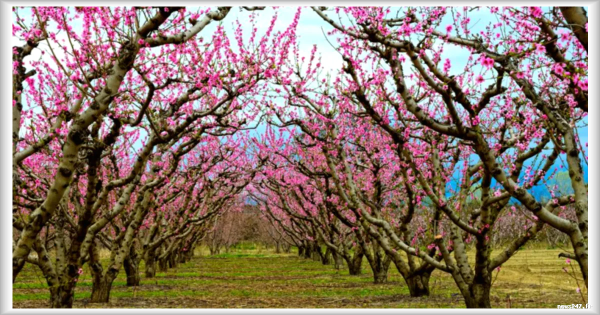 La floraison des pêchers en Grèce attire des milliers de visiteurs venus admirer ce spectacle printanier unique