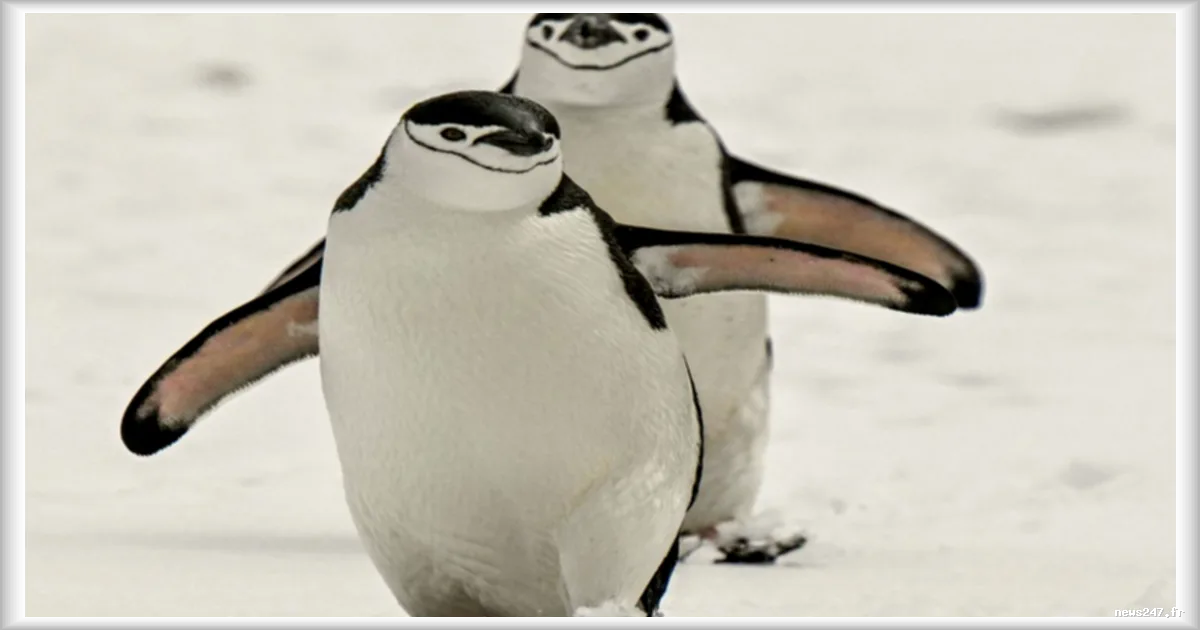 La fonte de la banquise menace la survie des manchots empereurs