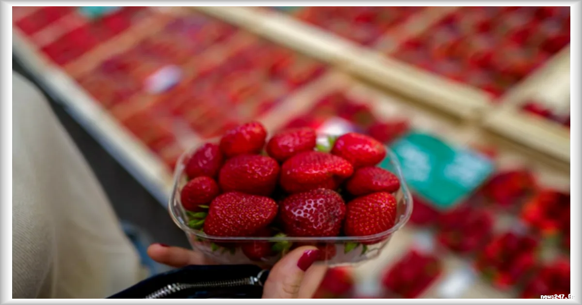 La fraise française se différencie pour mieux se valoriser