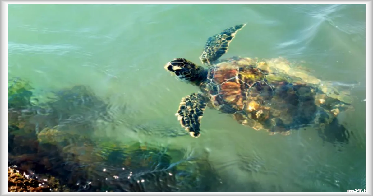 La guerre menace les écosystèmes marins du Golfe