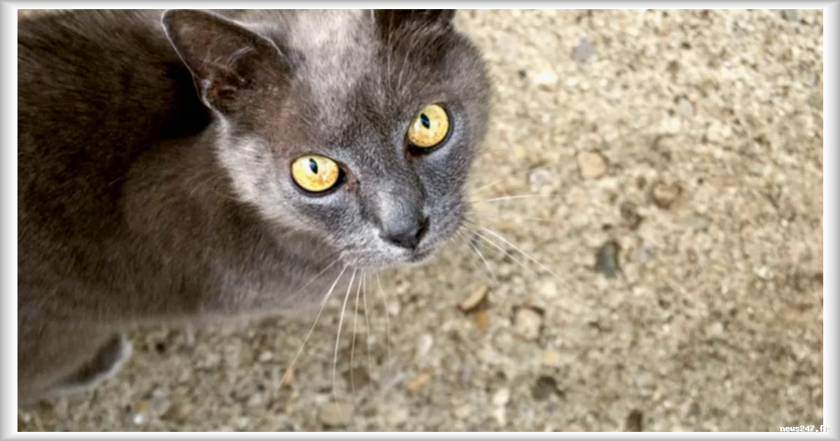 La justice stéphanoise reconnaît pour la première fois un « préjudice animalier » après l’abandon d’un chat et d’un lapin
