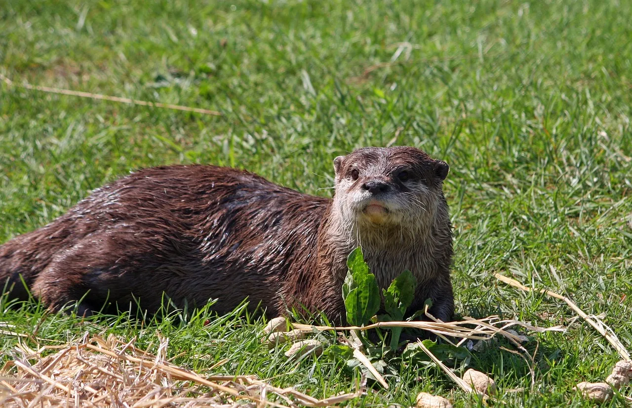 La loutre d’Europe fait un retour remarqué, y compris en milieu urbain