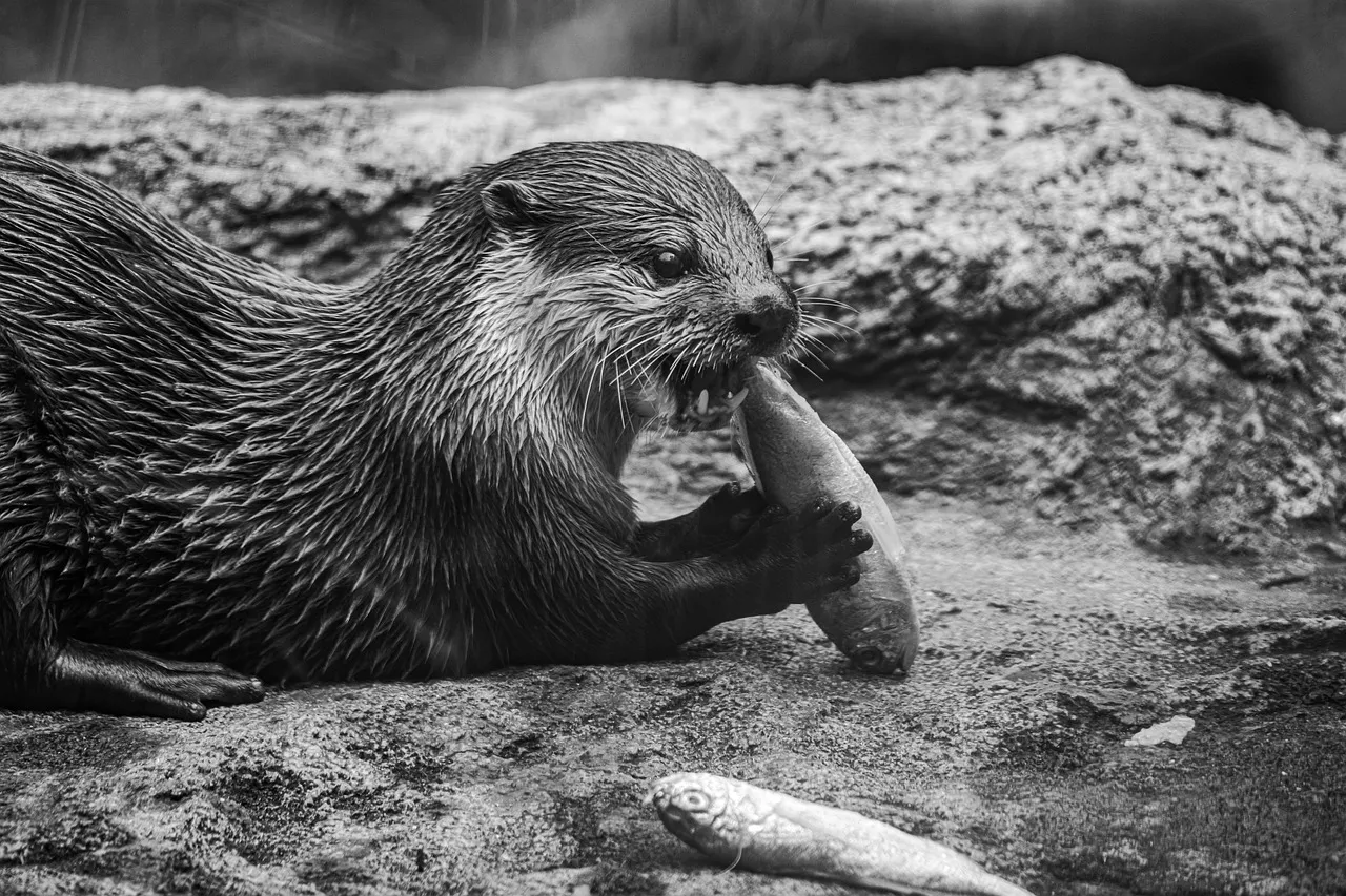 La loutre d’Europe fait un retour remarqué, y compris en milieu urbain