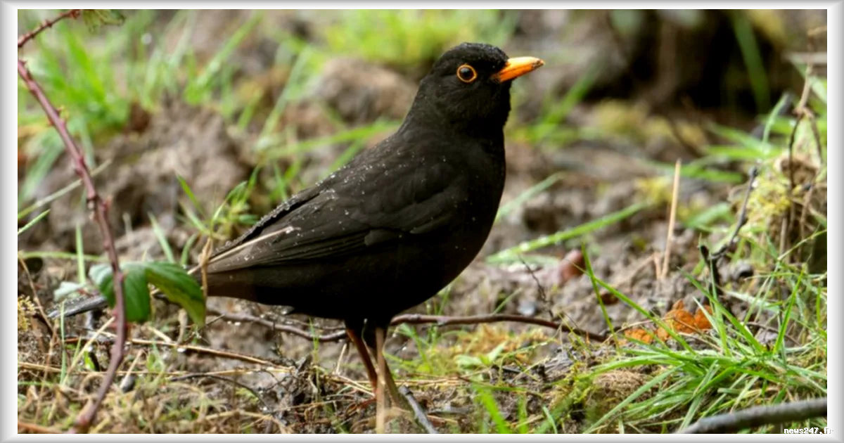 La météo du week-end : un temps printanier, mais contrasté