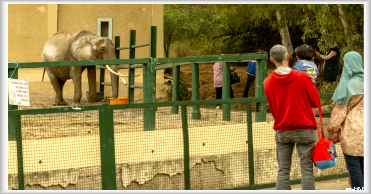 La mort de l'éléphante Baby au zoo du Belvédère en Tunisie : un nouveau scandale pour la conservation des animaux