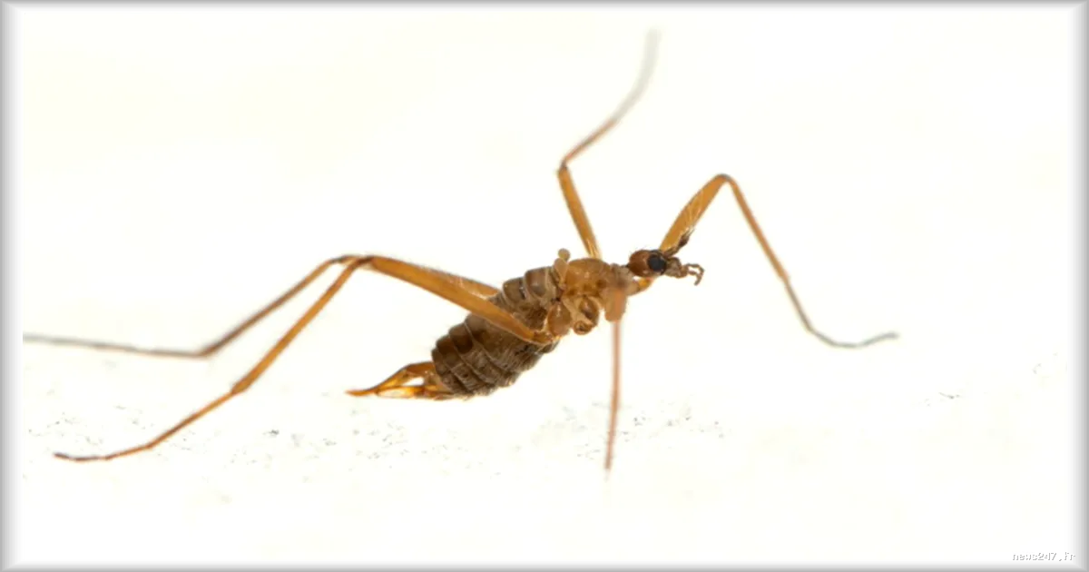 La mouche des neiges: une adaptation surprenante aux températures glaciales