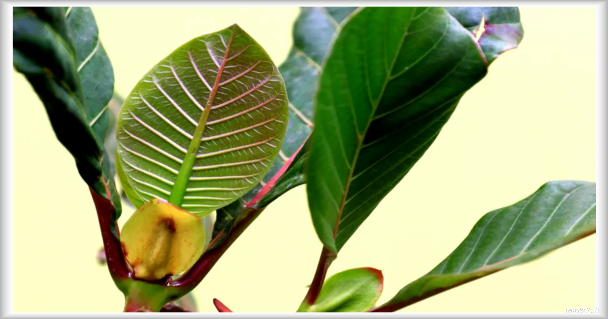 La quinine, un remède ancestral enfin synthétisé : comment une équipe allemande a résolu un mystère vieux de 200 ans