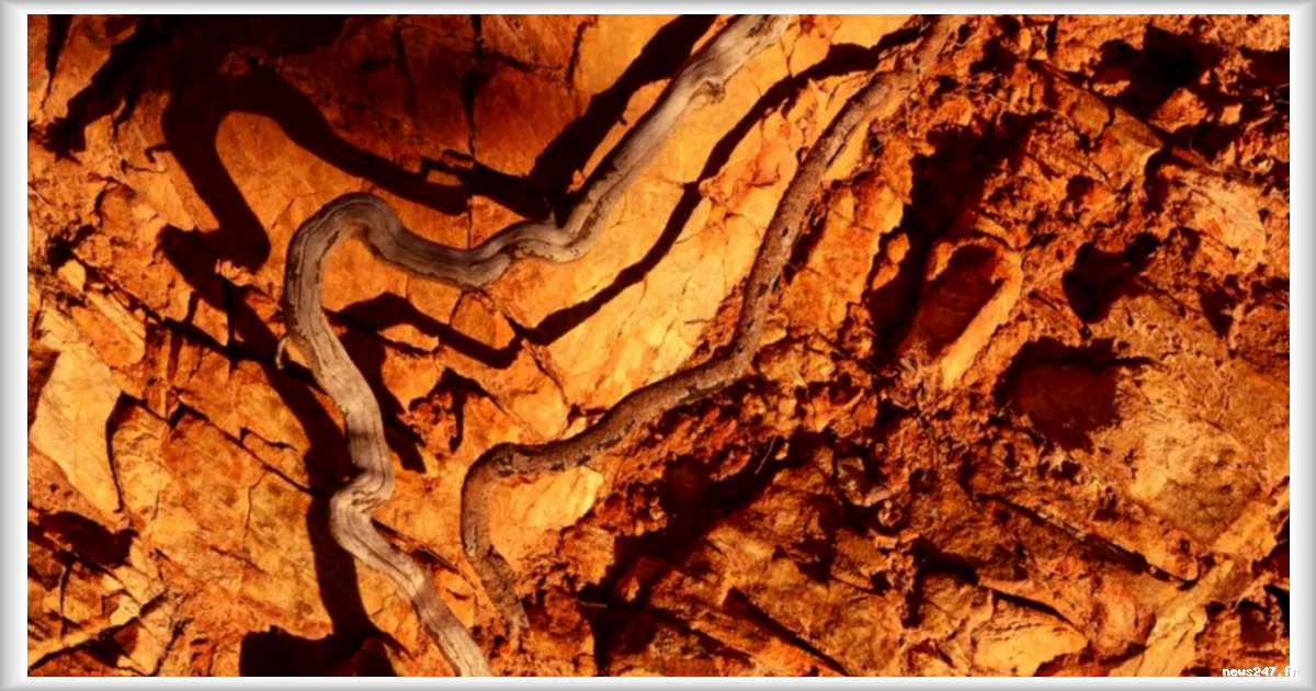 La renaissance du sol vivant : comment la viticulture redécouvre l’importance de la terre