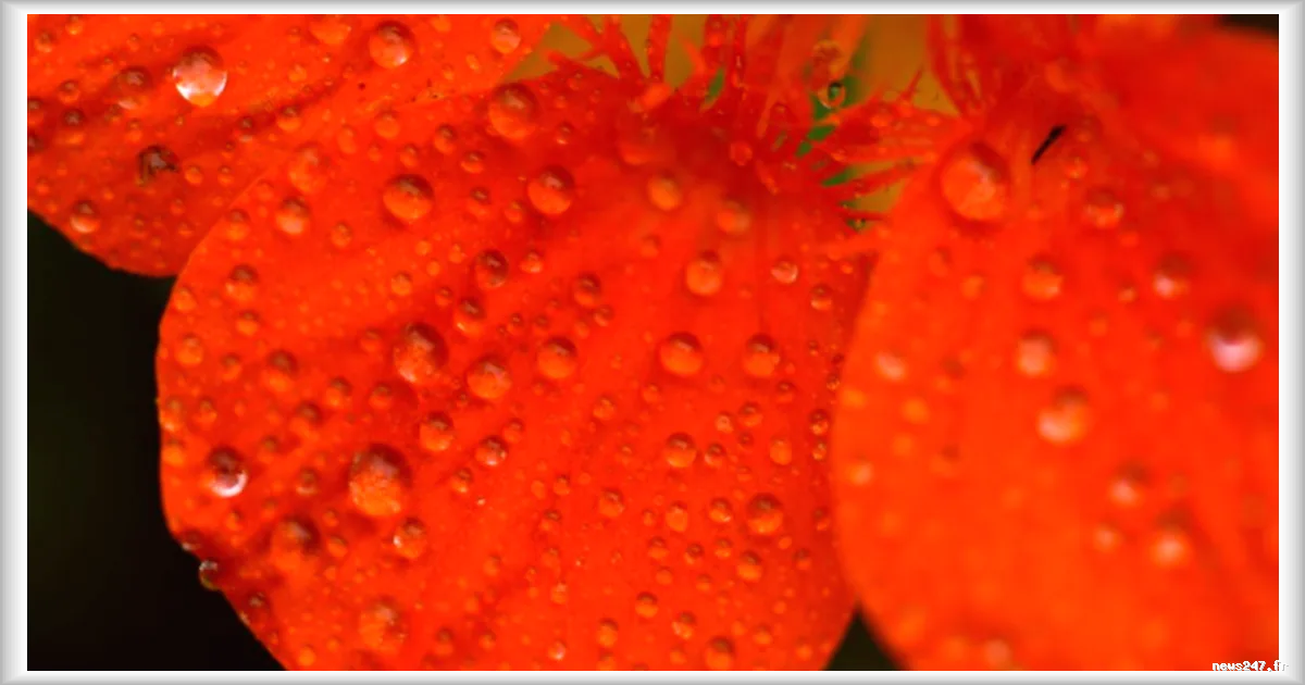 La rosée comme déclencheur de la floraison précoce des plantes : une découverte surprenante