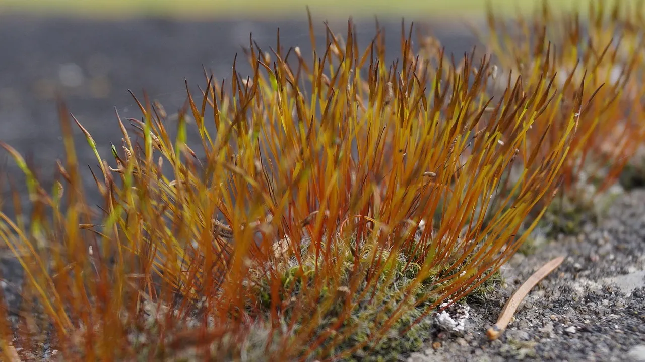 La Russie, une fascination complexe pour Jeffrey Epstein