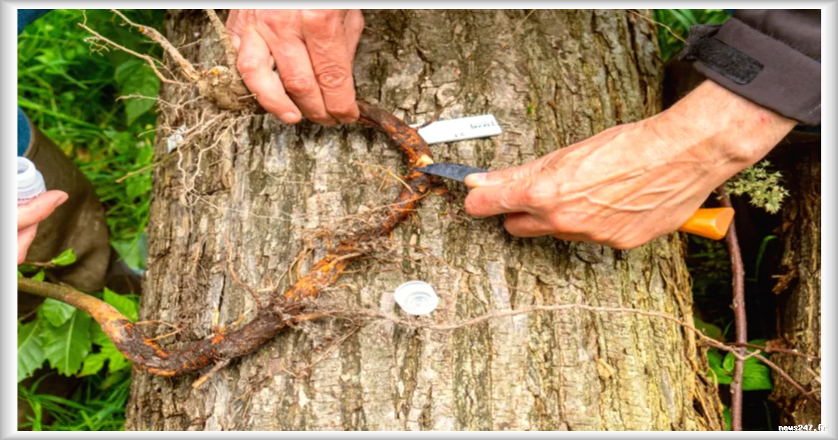 La science au chevet des châtaigniers, dévastés par les maladies