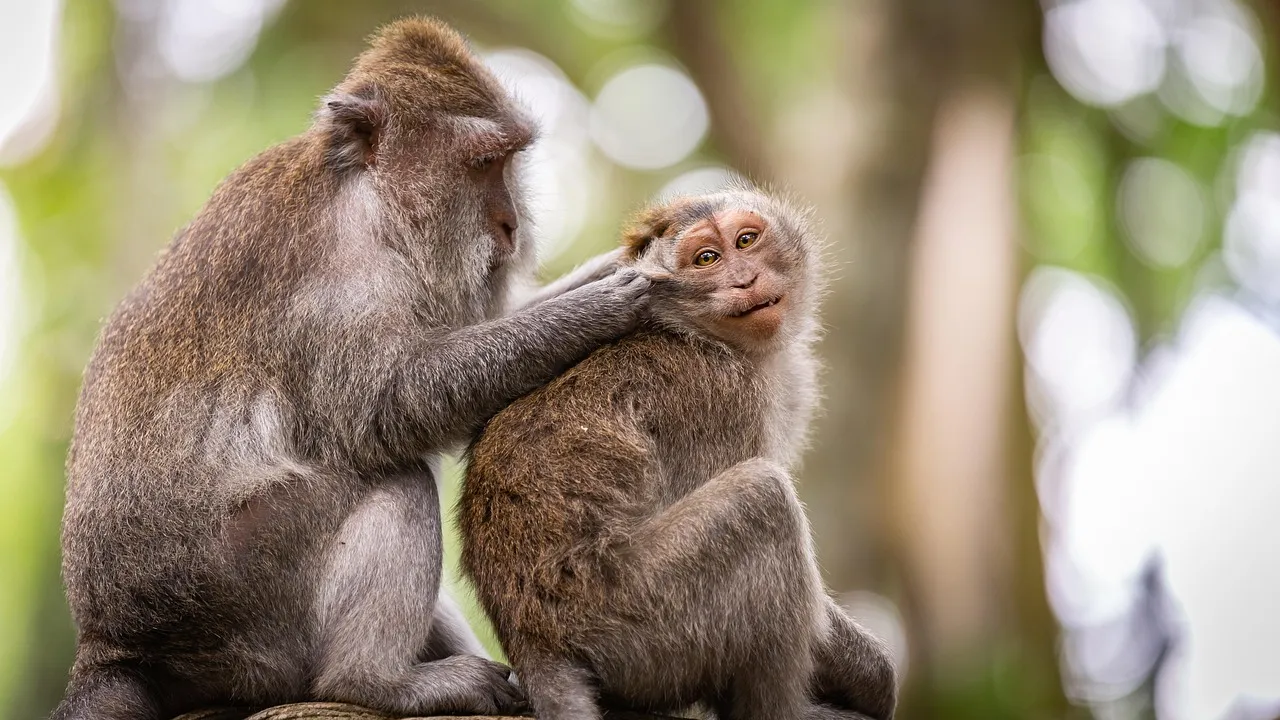 La sexualité animale, un monde bien plus complexe qu’imaginé