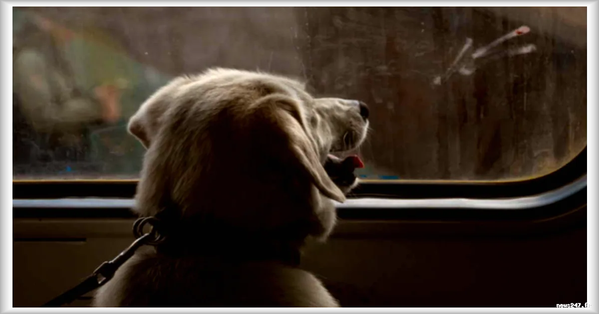 La SNCF et les règles méconnues pour les propriétaires de chiens : une amende pour un billet de train valable